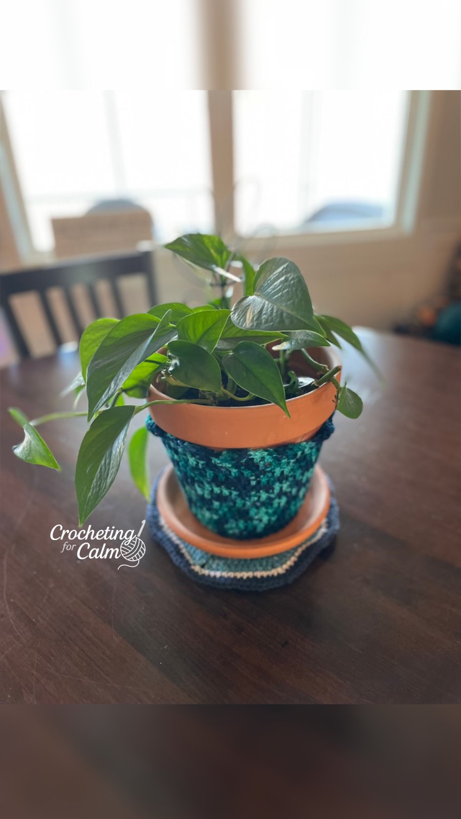 Navy and Teal Crocheted Plant Pot Cover with a green plant in the pot. Sitting on a dining room table.